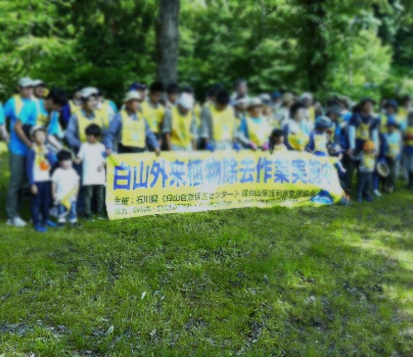 白山自然保護センター主催の白山外来植物除去作業